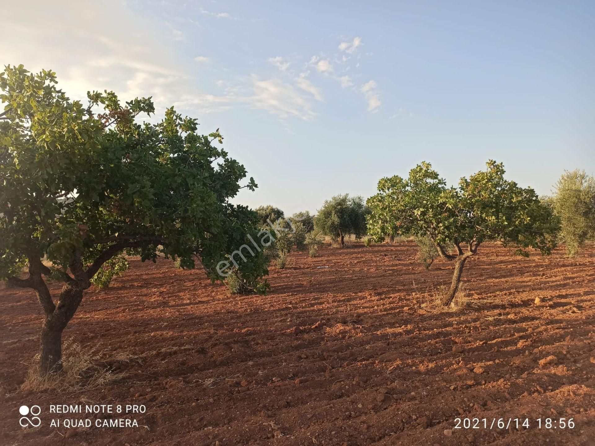 Ertay Gayrimenkul'den Zeytinli De Yatırımlık Zeytinlik - Görsel 7