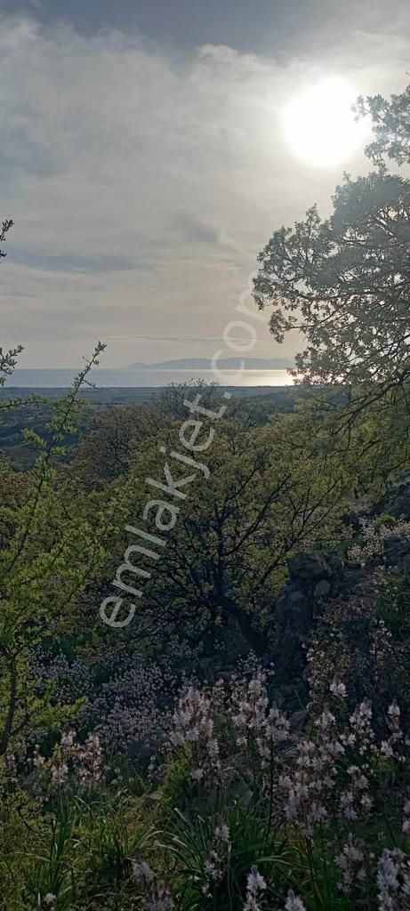 Dikili Yahşibey Satılık Tarla  Dikili Yahşibey Köyüne Cepheli Ful Deniz Manzaralı Zeytinli Tarla