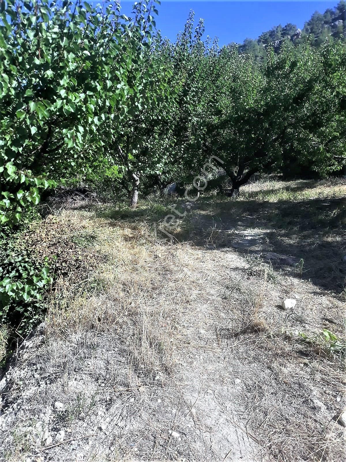 Satılık Bahçe 5242m2 Pamuklu Köyü Mut Mersin - Görsel 11