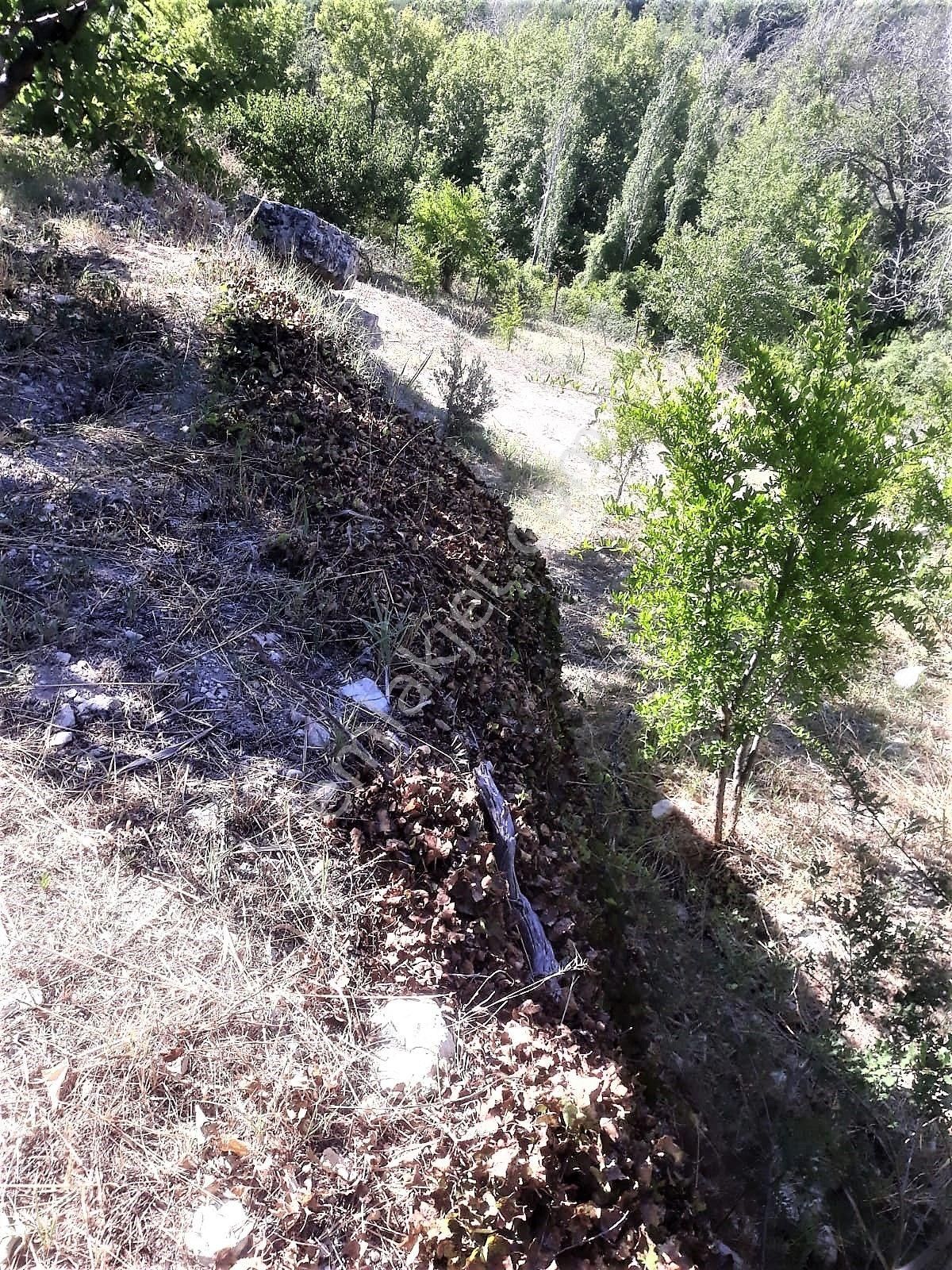 Satılık Bahçe 5242m2 Pamuklu Köyü Mut Mersin - Görsel 9