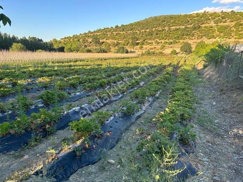 Tokat Merkez Altıyüzevler Satılık Bağ & Bahçe Tokat/bakışlı Köyünde Satılık Çilek Tarlası