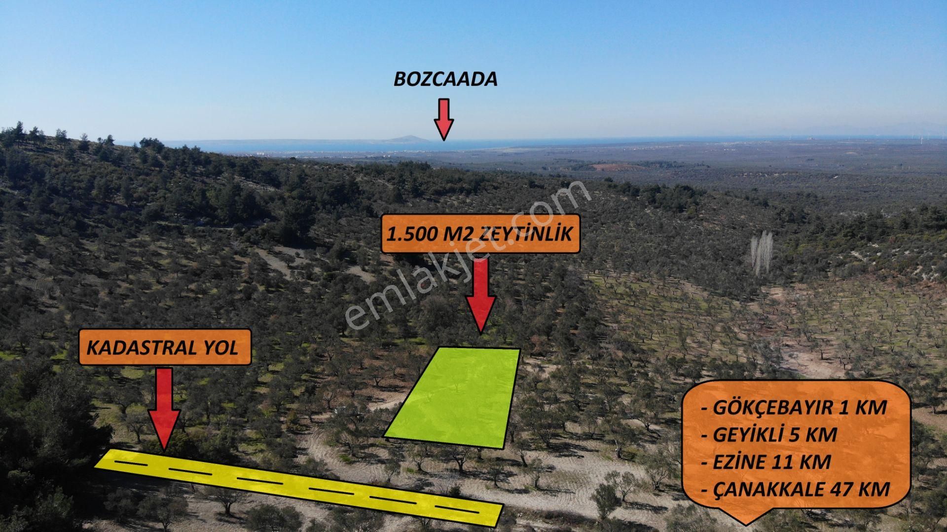 Ezine Gökçebayır Köyü Satılık Zeytinlik ÇANAKKALE EZİNE GÖKÇEBAYIR KÖYÜNDE SATILIK KÜÇÜK ZEYTİNLİK