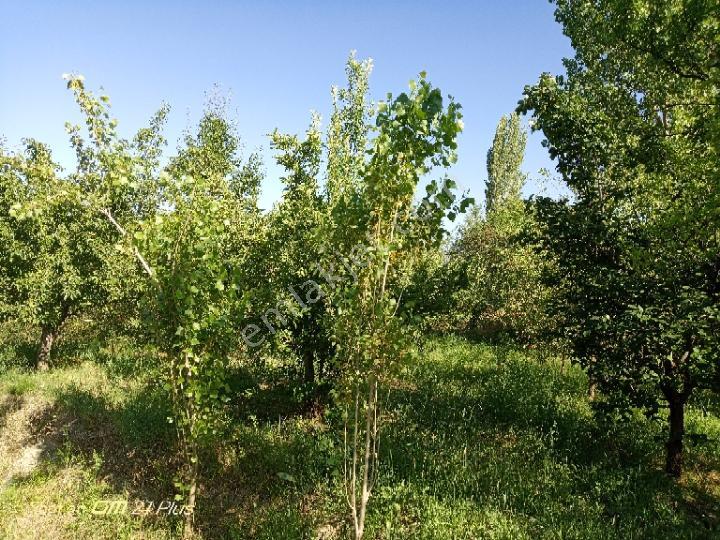 Korkuteli Sülekler Mahallesi'nde Bahçe - Görsel 8