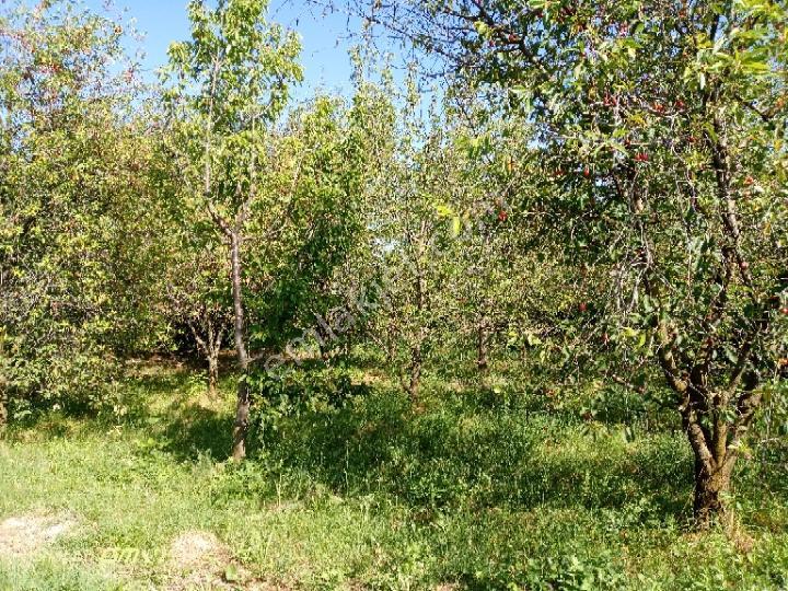 Korkuteli Sülekler Mahallesi'nde Bahçe - Görsel 9