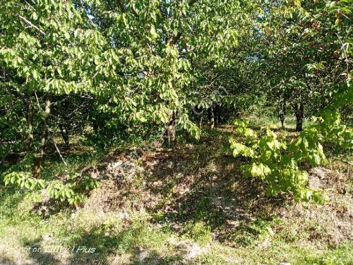 Korkuteli Sülekler Mahallesi'nde Bahçe - Görsel 7
