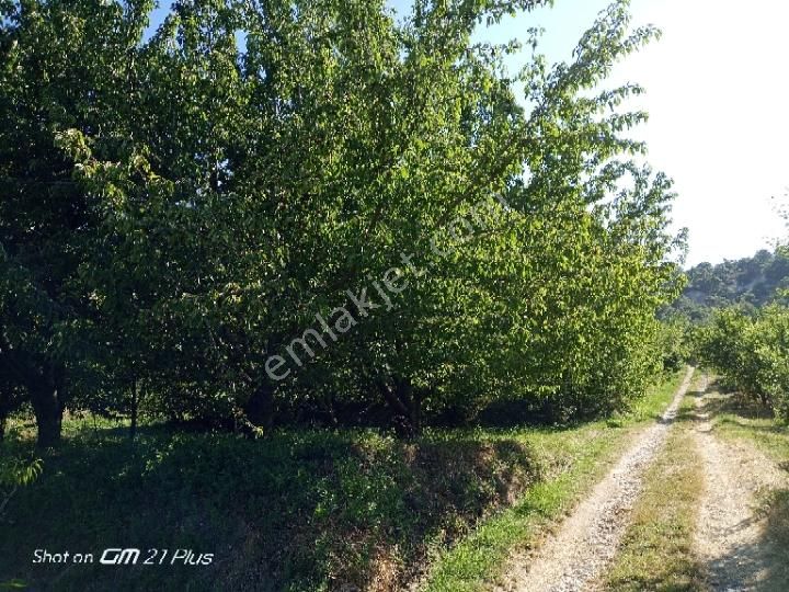Korkuteli Sülekler Mahallesi'nde Bahçe