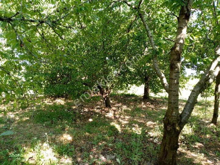 Korkuteli Sülekler Mahallesi'nde Bahçe - Görsel 4