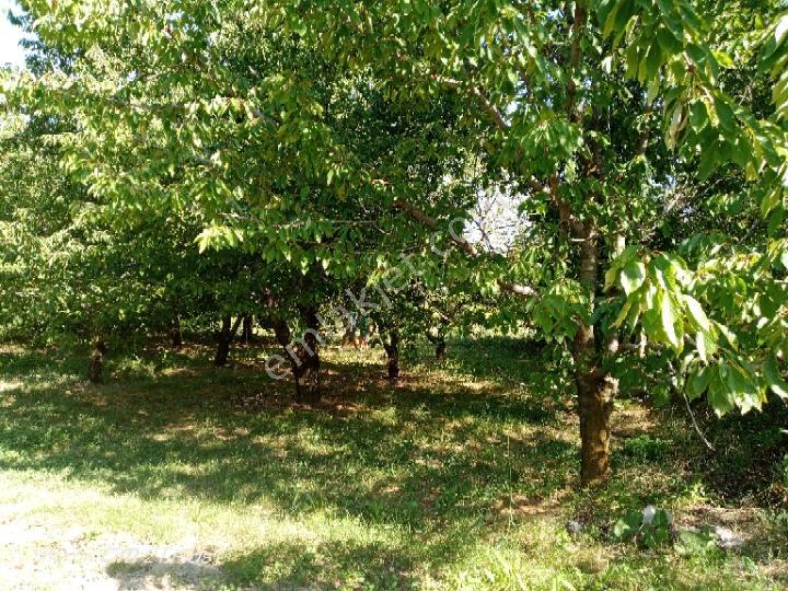 Korkuteli Sülekler Mahallesi'nde Bahçe - Görsel 5