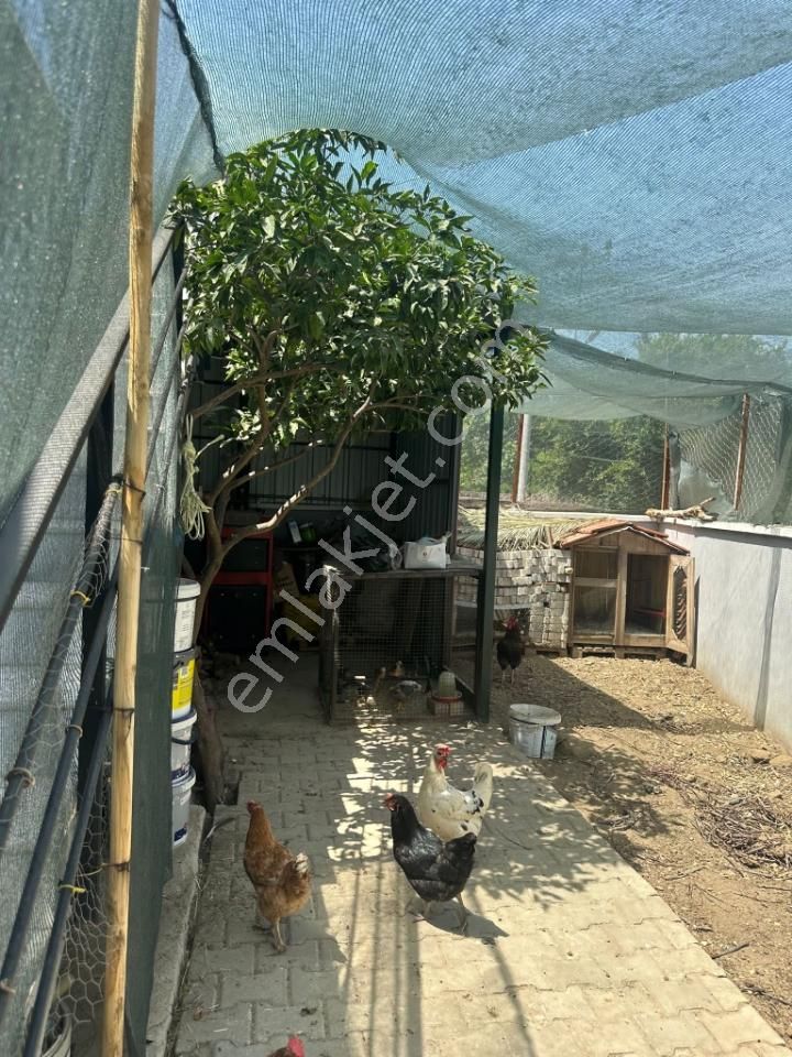 İzmir Selçuk Belevide 0 Eşyalı Müstakil Ev - Görsel 35