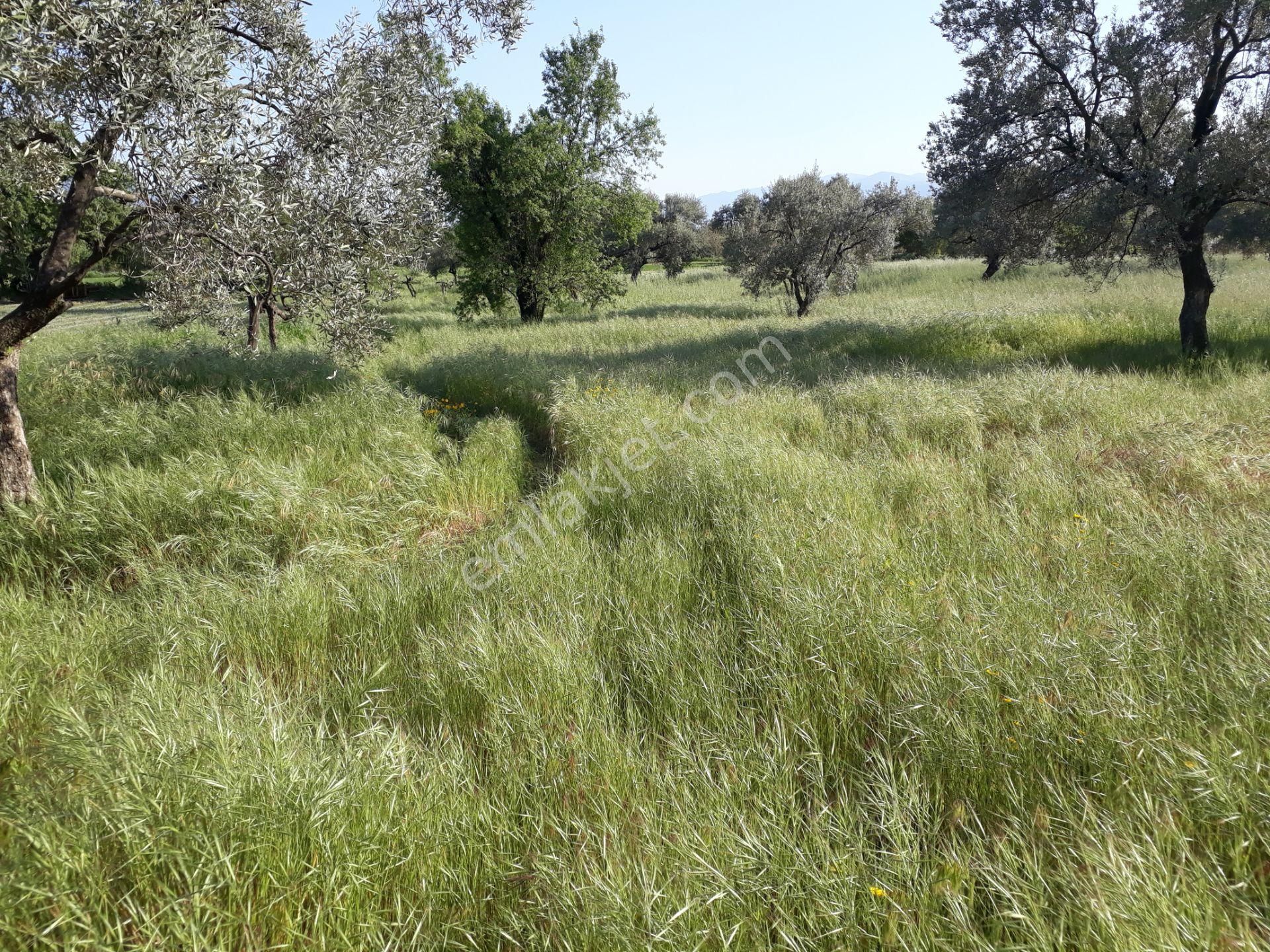Bozyurt Mah De Kat Karşılığı Arsa - Görsel 16