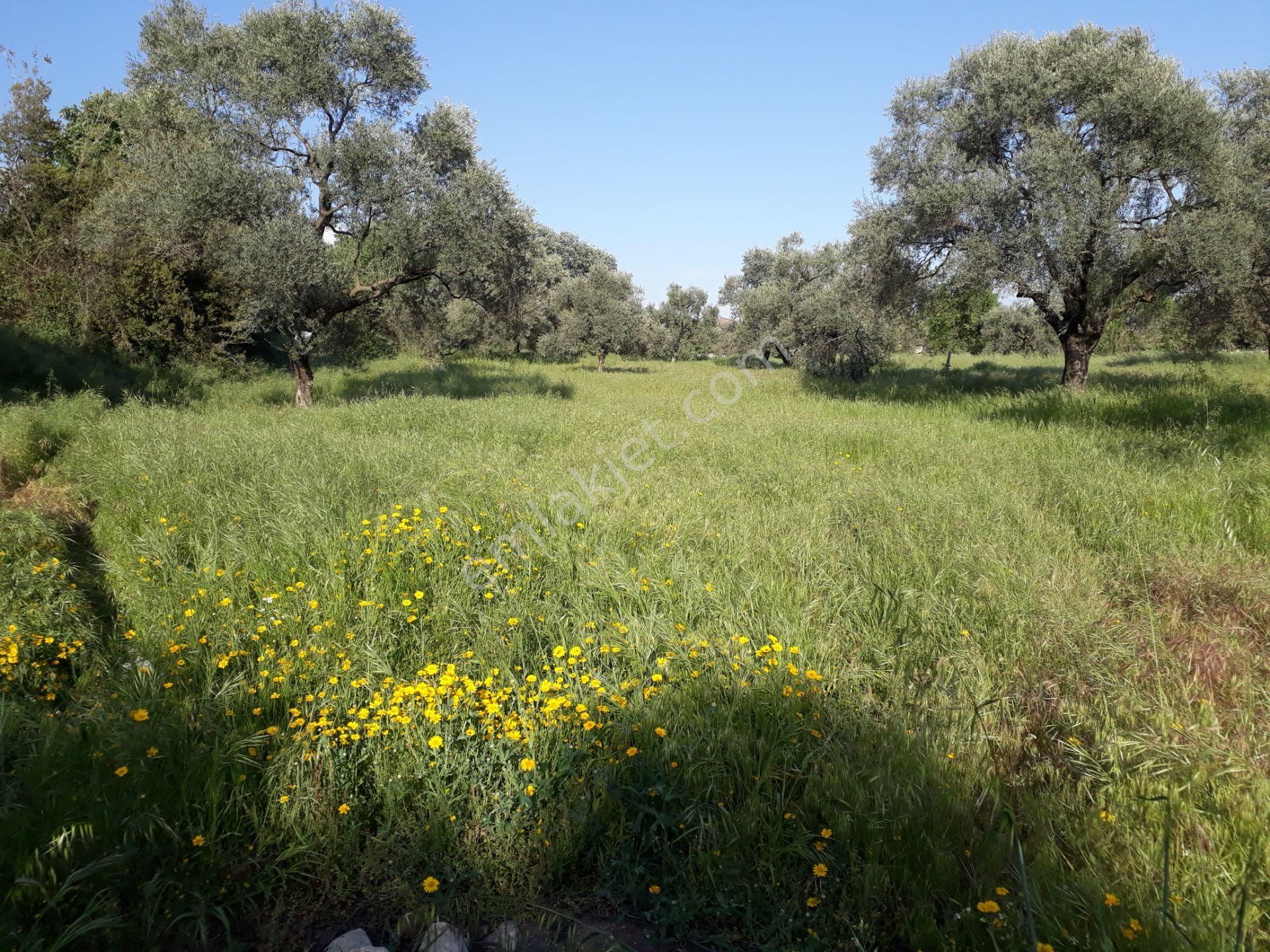 Bozyurt Mah De Kat Karşılığı Arsa - Görsel 22