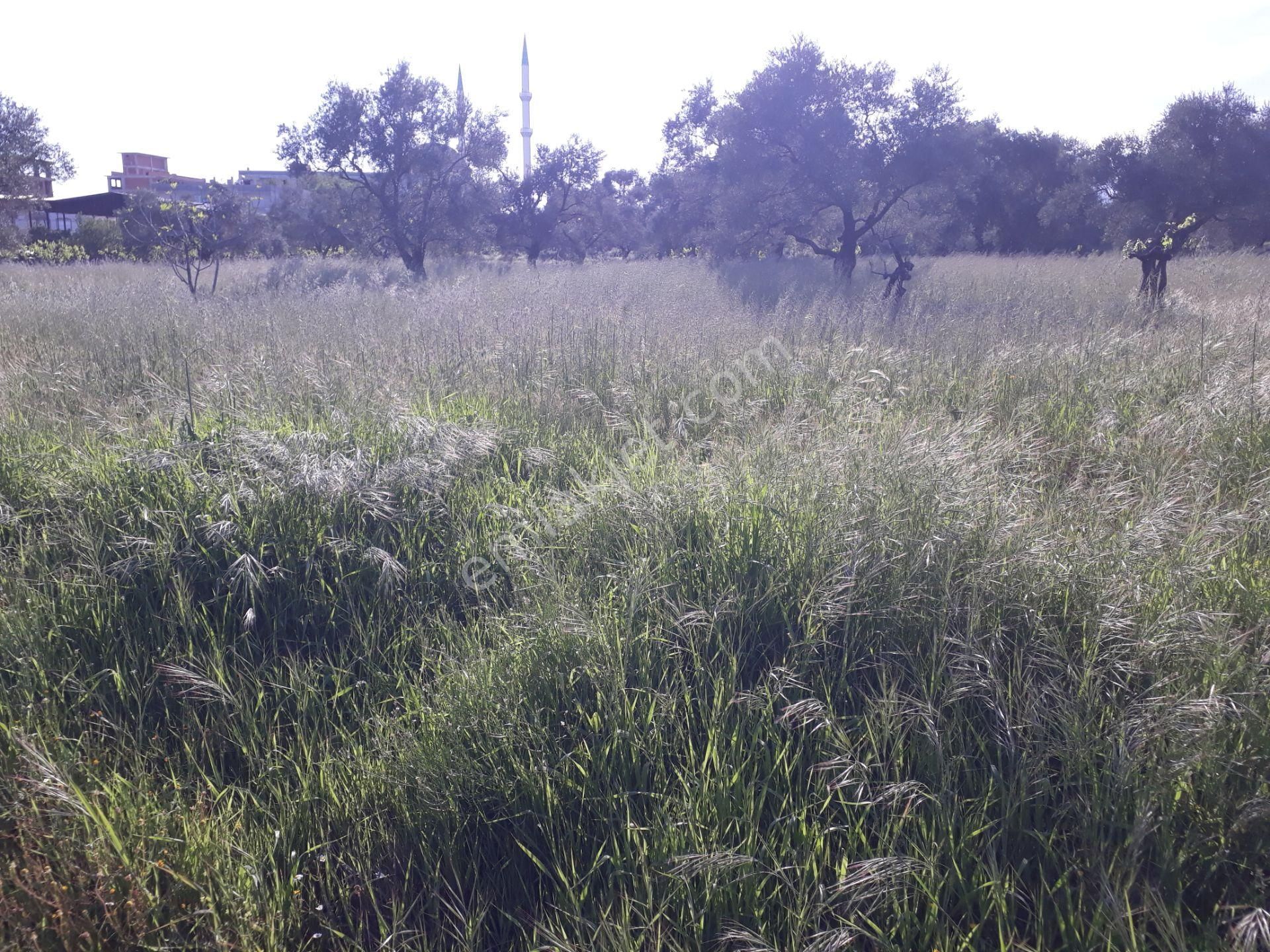 Bozyurt Mah De Kat Karşılığı Arsa - Görsel 11