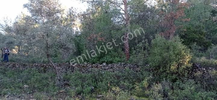 Kalinagil Mah Milas - Görsel 6