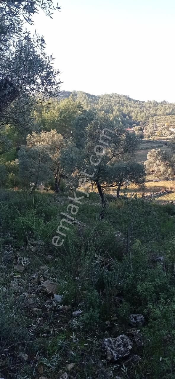 Kalinagil Mah Milas - Görsel 10