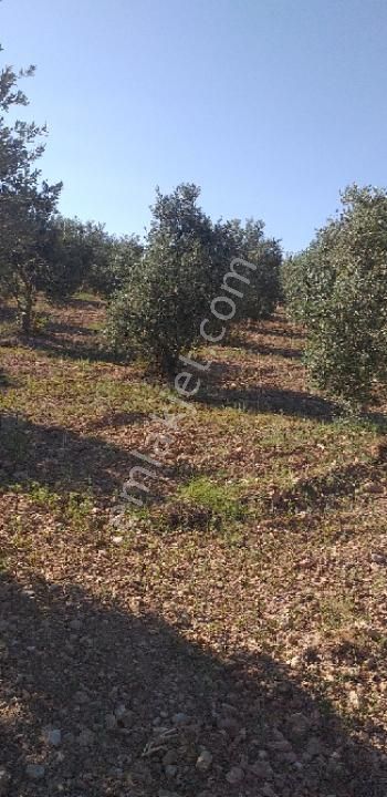 Emlâk Dünyası Portföy Karacasu Tarla - Görsel 3