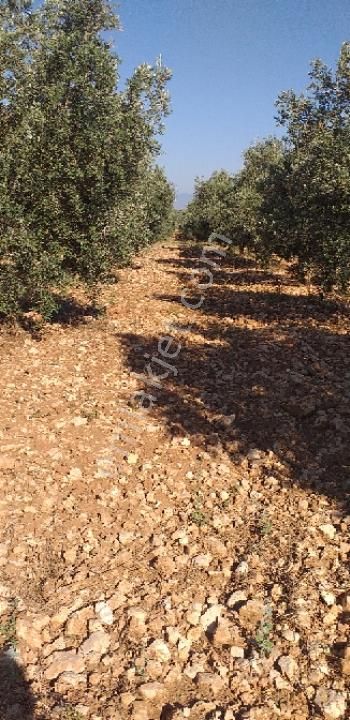Emlâk Dünyası Portföy Karacasu Tarla - Görsel 12