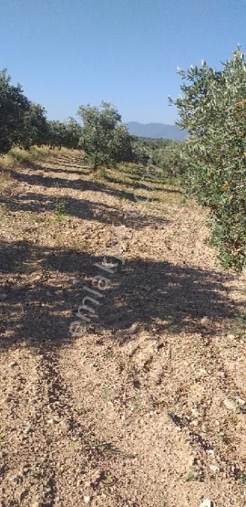 Emlâk Dünyası Portföy Karacasu Tarla - Görsel 8