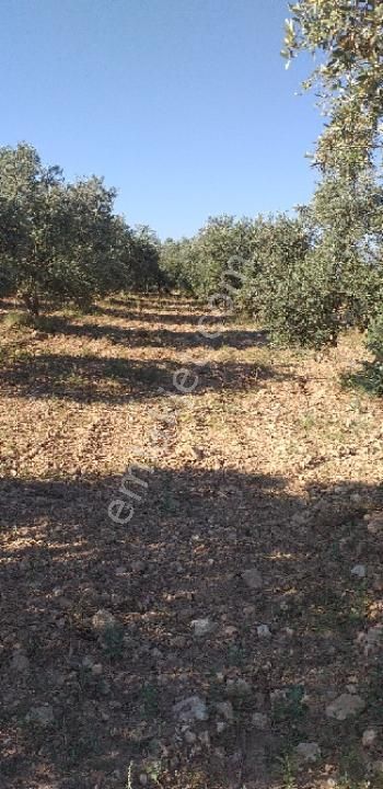 Emlâk Dünyası Portföy Karacasu Tarla - Görsel 2