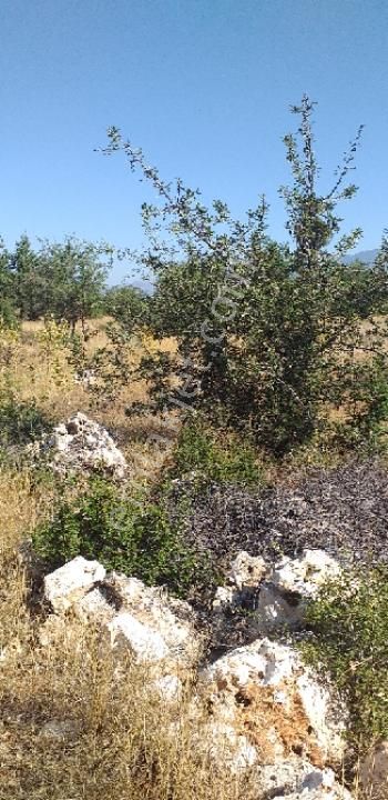 Emlâk Dünyası Portföy Karacasu Tarla - Görsel 29