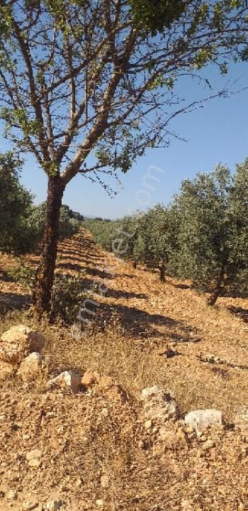 Emlâk Dünyası Portföy Karacasu Tarla - Görsel 25