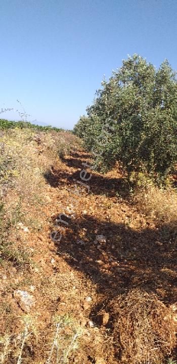 Emlâk Dünyası Portföy Karacasu Tarla - Görsel 33