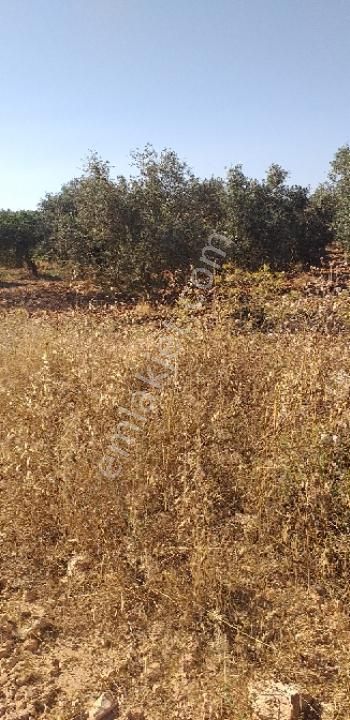 Emlâk Dünyası Portföy Karacasu Tarla - Görsel 27