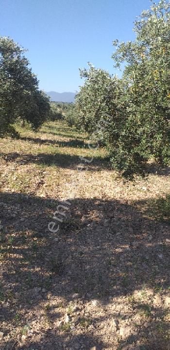 Emlâk Dünyası Portföy Karacasu Tarla - Görsel 9