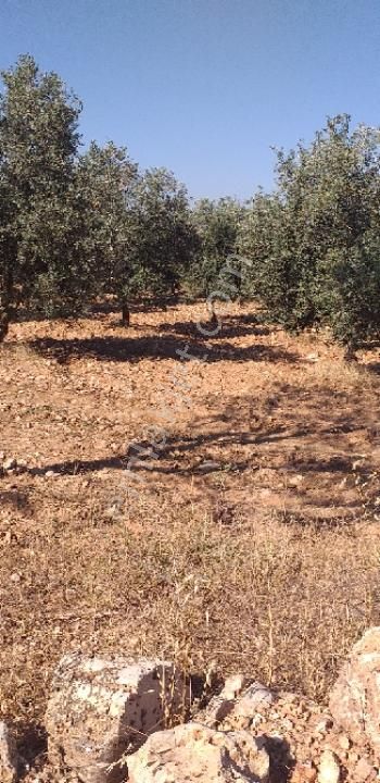 Emlâk Dünyası Portföy Karacasu Tarla - Görsel 24