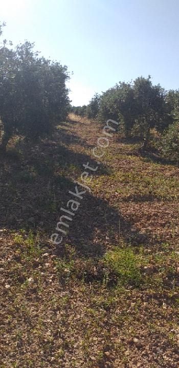 Emlâk Dünyası Portföy Karacasu Tarla - Görsel 4