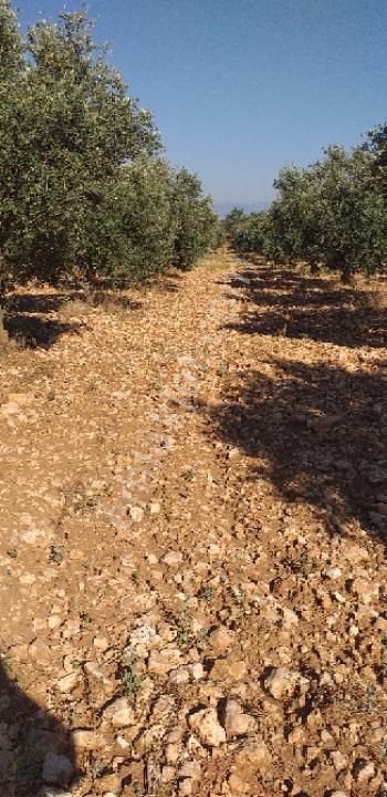 Emlâk Dünyası Portföy Karacasu Tarla - Görsel 15