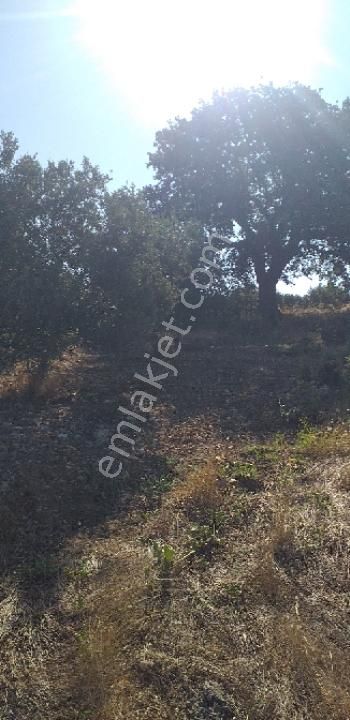 Emlâk Dünyası Portföy Karacasu Tarla - Görsel 7