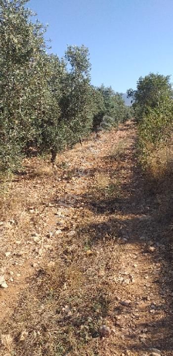 Emlâk Dünyası Portföy Karacasu Tarla - Görsel 14