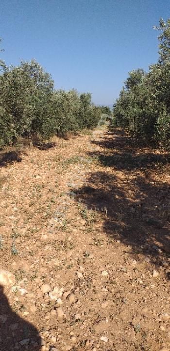 Emlâk Dünyası Portföy Karacasu Tarla - Görsel 13