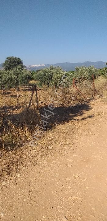 Emlâk Dünyası Portföy Karacasu Tarla - Görsel 21