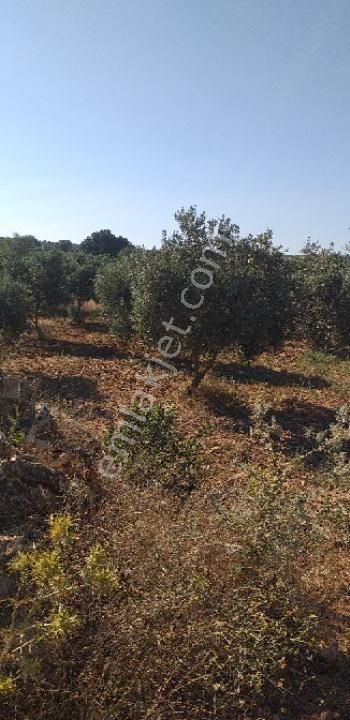 Emlâk Dünyası Portföy Karacasu Tarla - Görsel 20