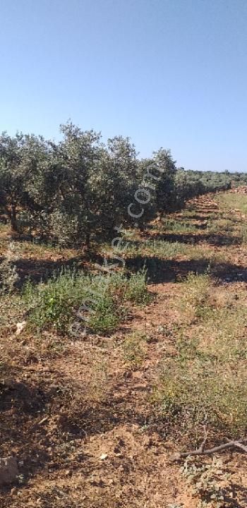 Emlâk Dünyası Portföy Karacasu Tarla - Görsel 18