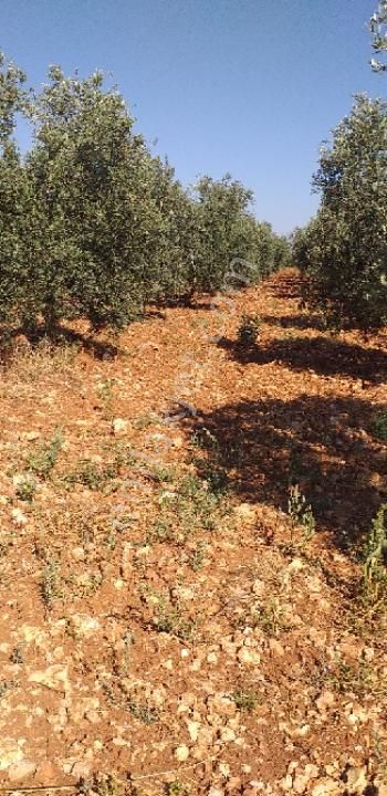 Emlâk Dünyası Portföy Karacasu Tarla - Görsel 30
