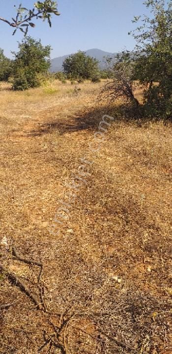 Emlâk Dünyası Portföy Karacasu Tarla - Görsel 35