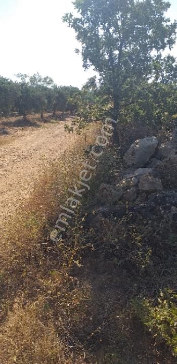 Emlâk Dünyası Portföy Karacasu Tarla - Görsel 17