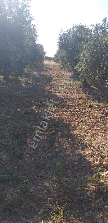 Emlâk Dünyası Portföy Karacasu Tarla - Görsel 5