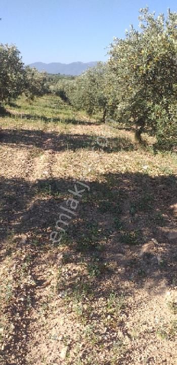Emlâk Dünyası Portföy Karacasu Tarla - Görsel 10