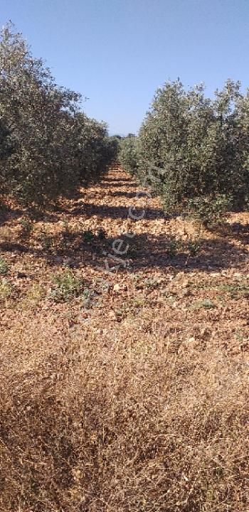 Emlâk Dünyası Portföy Karacasu Tarla - Görsel 22