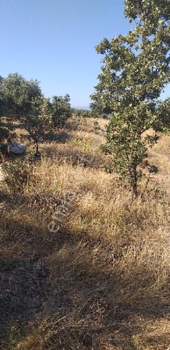 Emlâk Dünyası Portföy Karacasu Tarla - Görsel 6