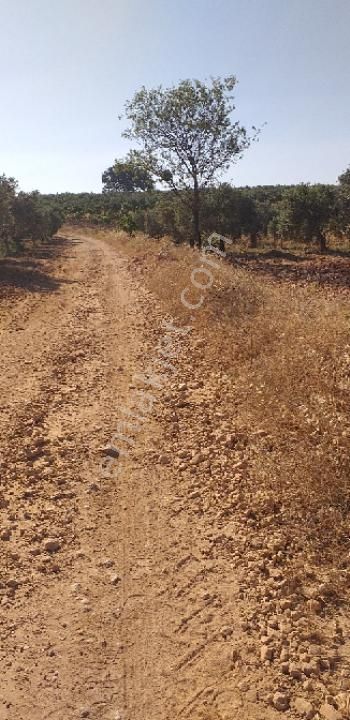 Emlâk Dünyası Portföy Karacasu Tarla - Görsel 26