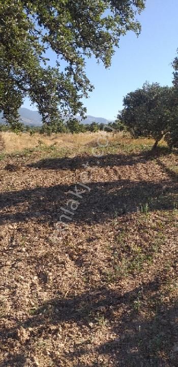 Emlâk Dünyası Portföy Karacasu Tarla - Görsel 11