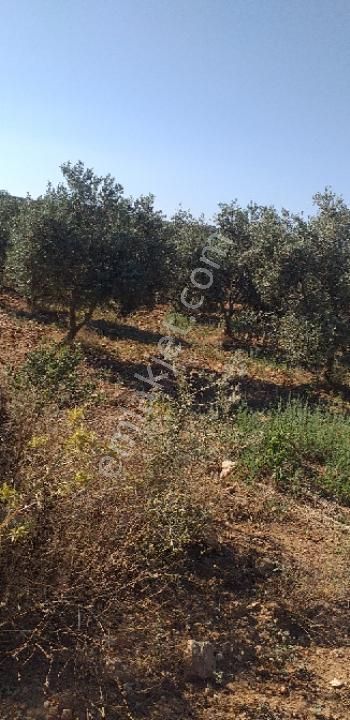 Emlâk Dünyası Portföy Karacasu Tarla - Görsel 19
