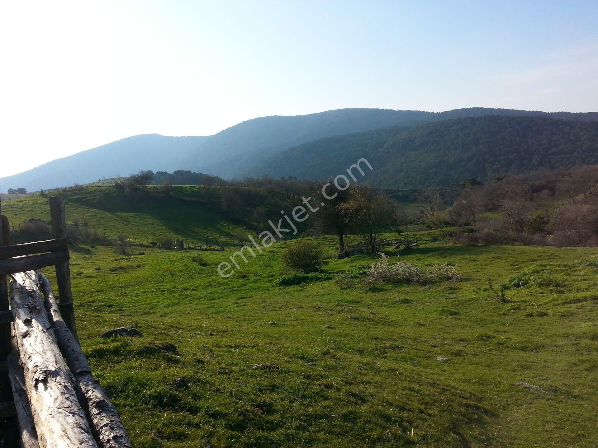 Havran Büyükşapçı Satılık Bağ & Bahçe SATILIK KÖY CİVARI  TARLA 