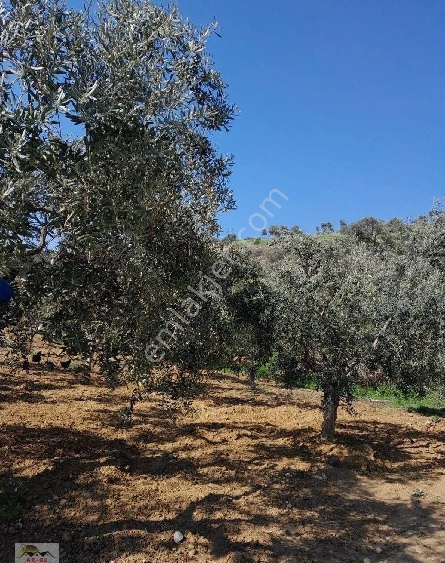 Kuşadası Çınarköy Satılık Tarla KUŞADASI ÇINAR KÖYUNDE ACİİİL SATILIK TARLA 7.500.M2