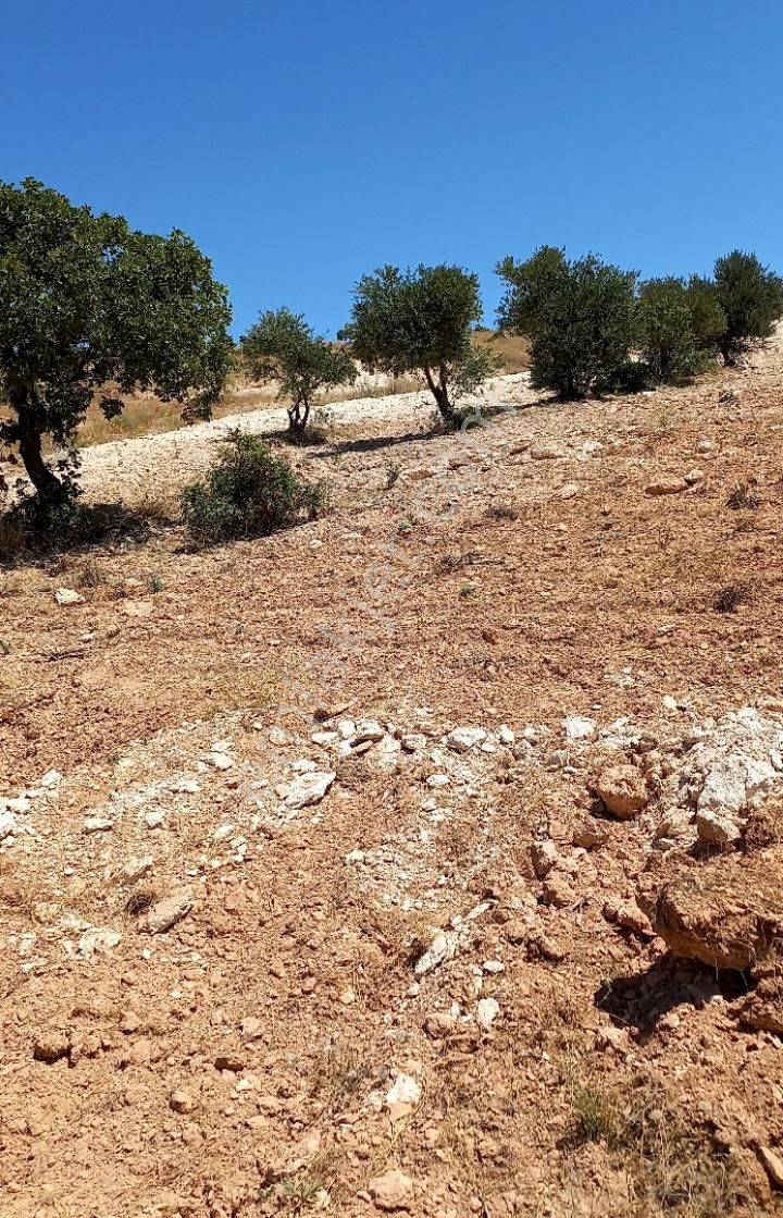 Sahibinden Satlık Tarla