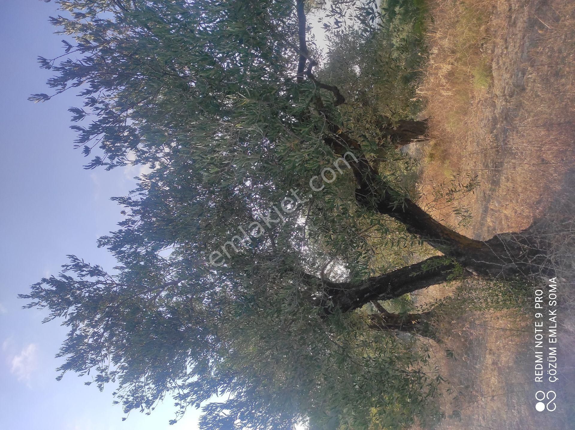 Uygun Fiyatlı,resmi Yolu Olan Mini Zeytinlik - Görsel 18